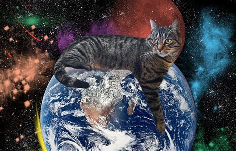 ヒルドプレミアム：なぜ猫は宇宙を支配するのか？